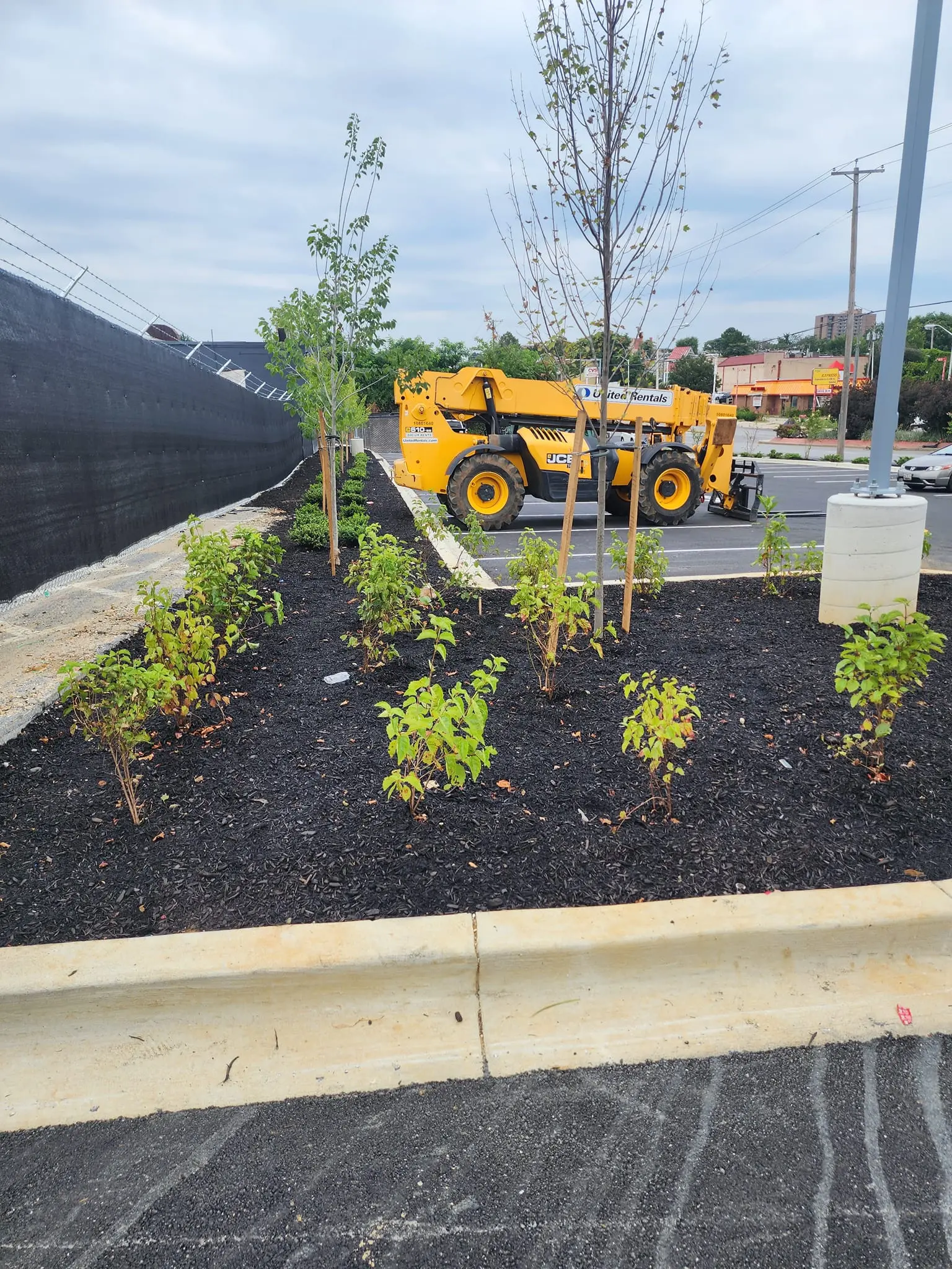 image of commercial landscaping tree planting