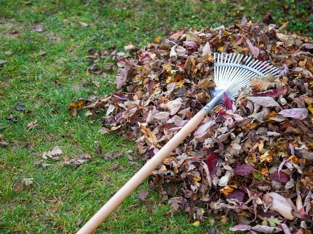 leaf clean up