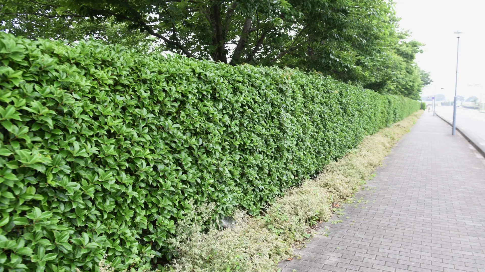 mo better lawns installing a french drain in pasadena, maryland